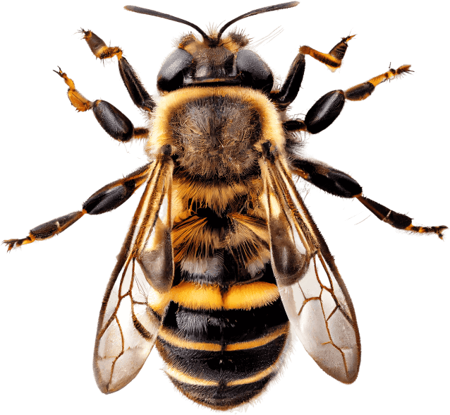 Bee Image